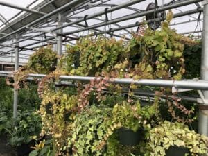 wholesale Ivy Plants