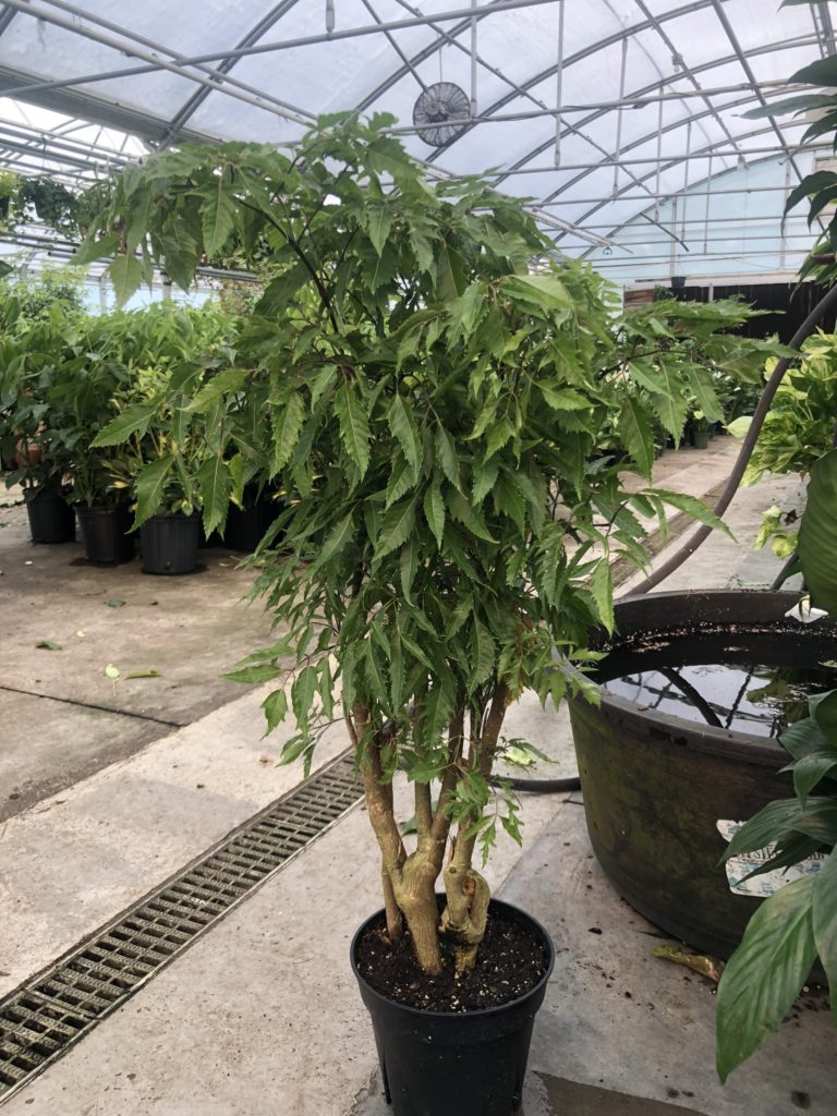 wholesale ming aralia