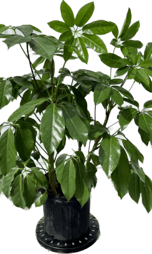 10" Schefflera Amate