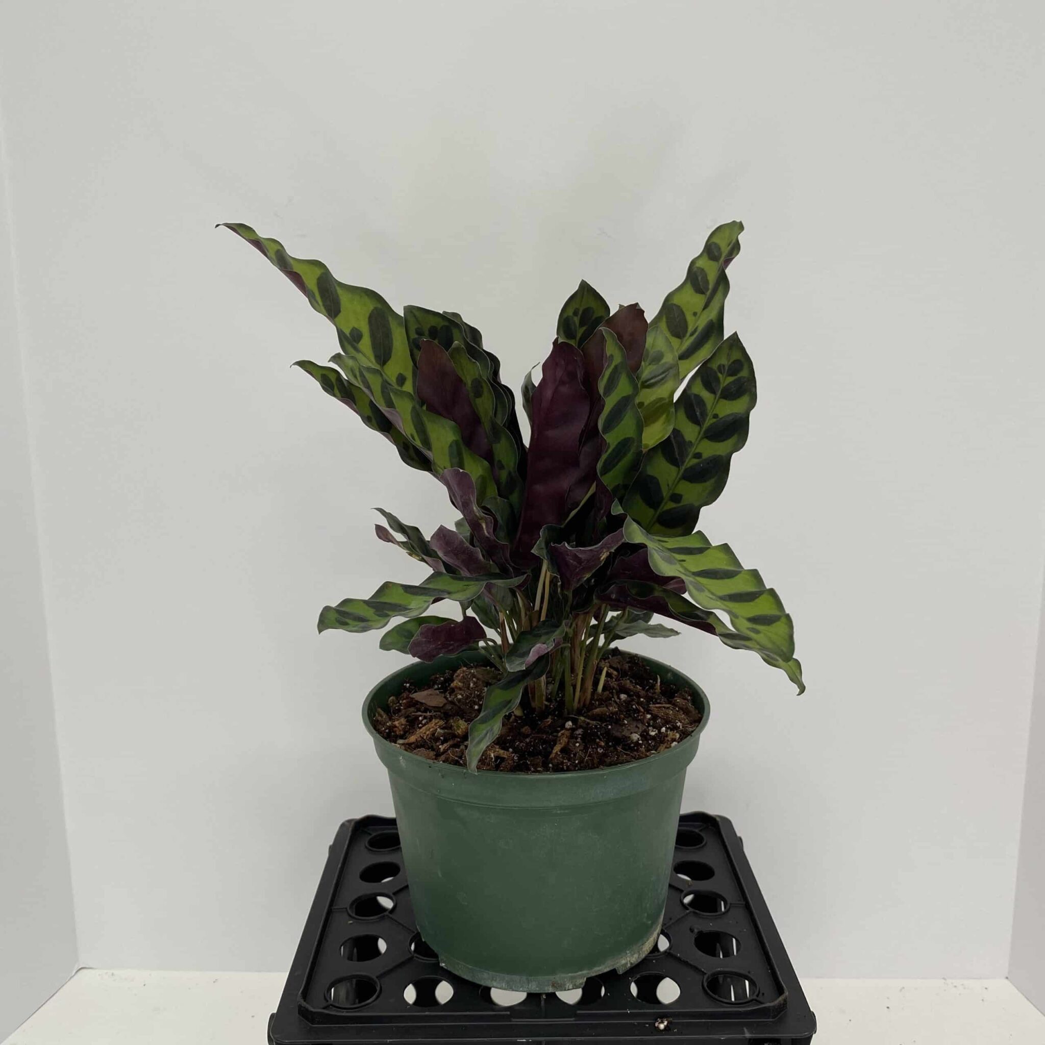 6″ Calathea Lancifolia – The Plant Factory Wholesale Tropical Plants