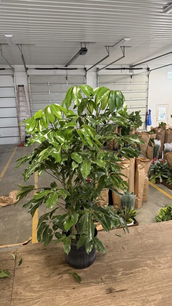 14" Schefflera Amate 3ppp