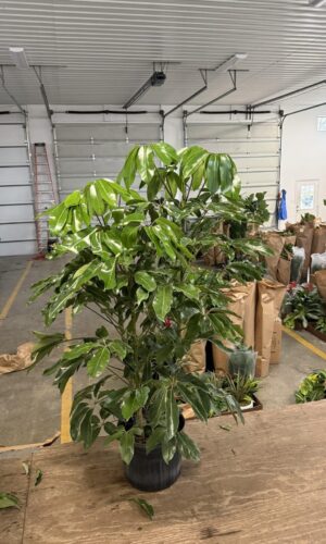 14" Schefflera Amate 3ppp