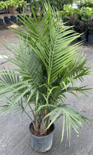 10" Palm Majesty