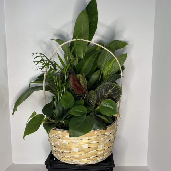 Medium 10" Ceramic planter garden