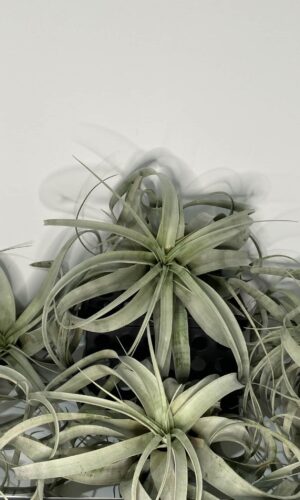 Air Plants