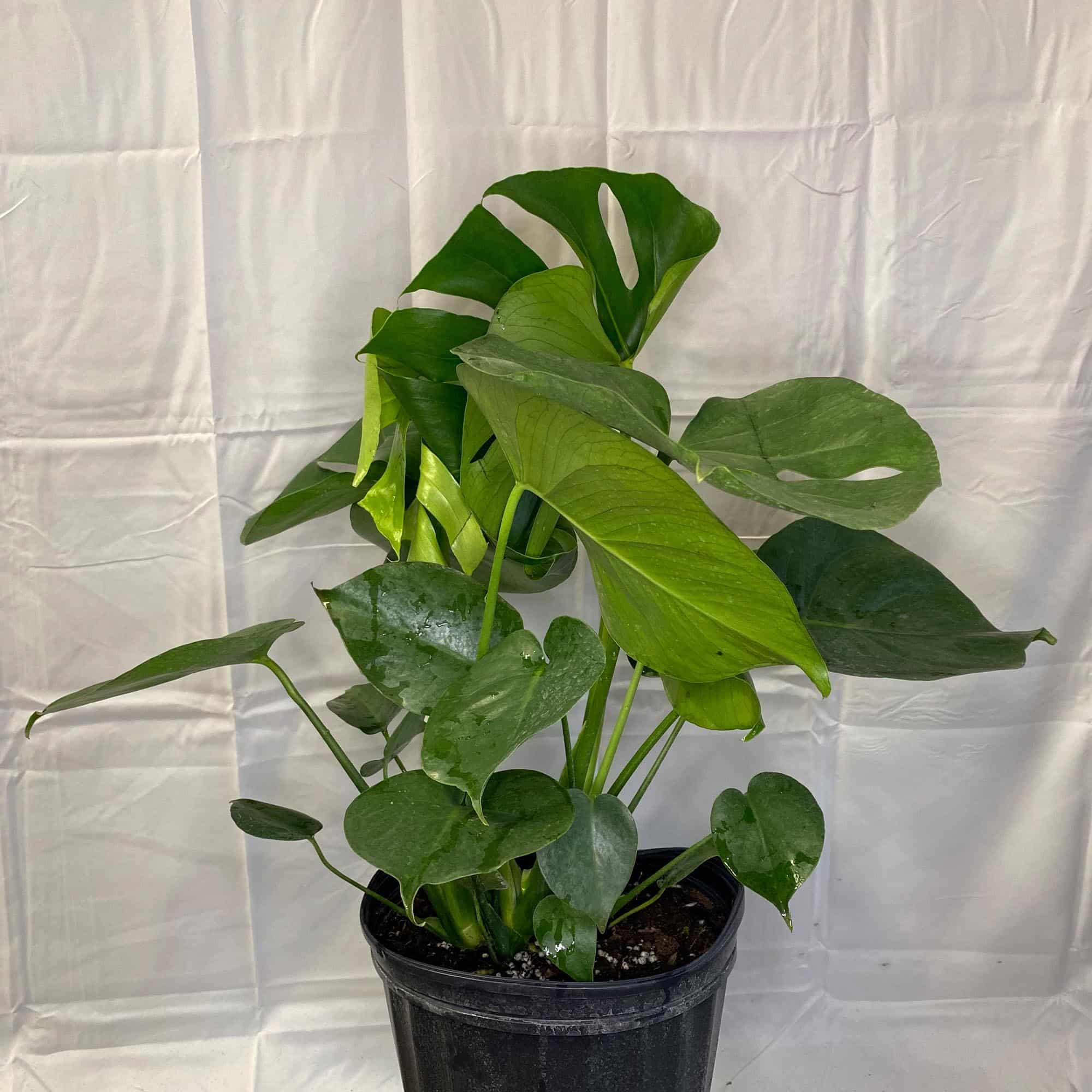 Split leaf plant care