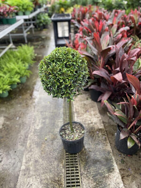 10" Eugenia (1 Ball)