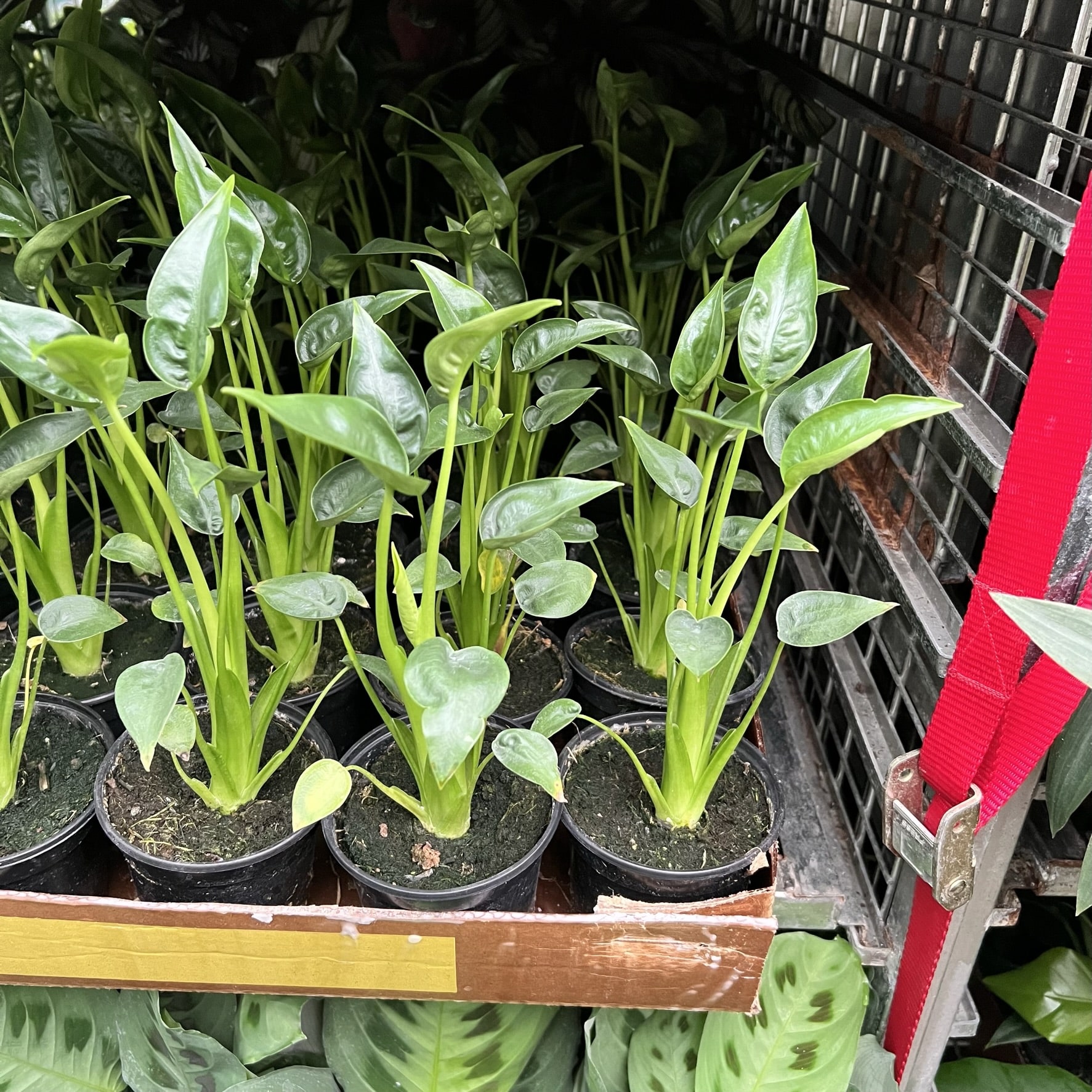 4″ Alocasia Tiny Dancer – The (KC) Plant Factory