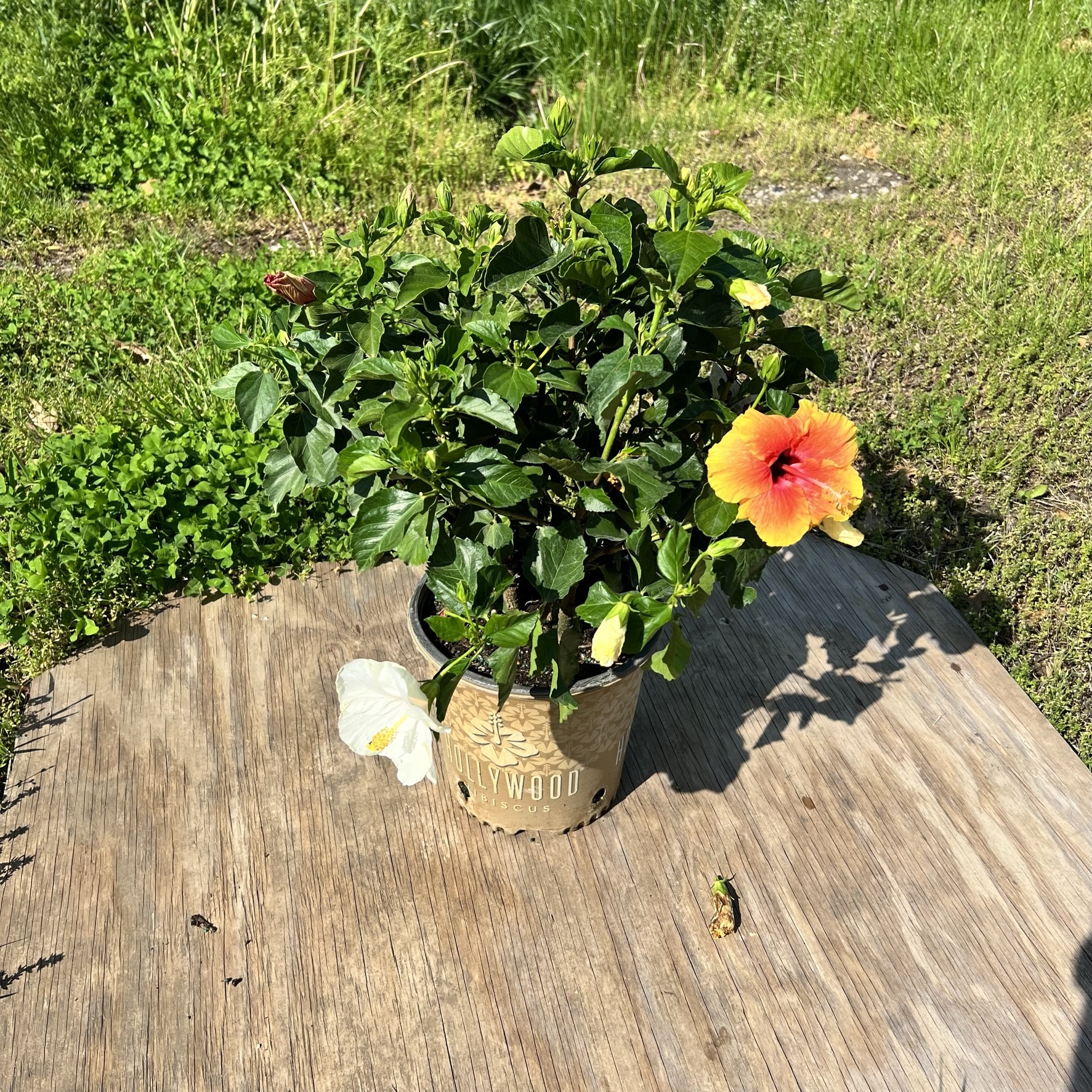 Hibiscus 10 inch Bush