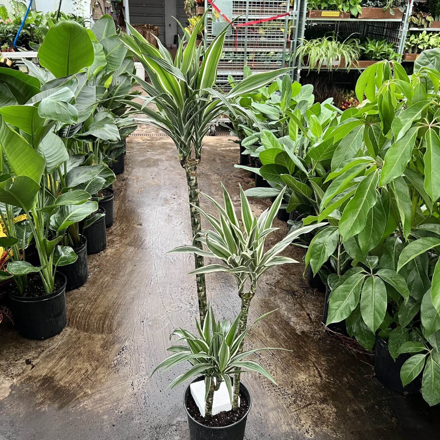 10″ Dracaena White Bird 321 Cane – The Plant Factory | Wholesale Plants