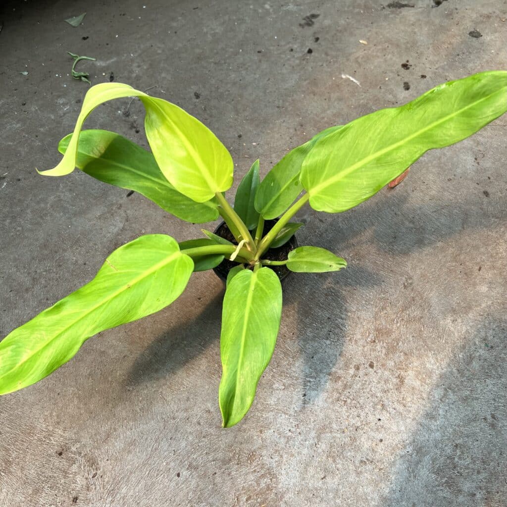 4 inch philo gold melinonii – The Plant Factory | Wholesale Plants