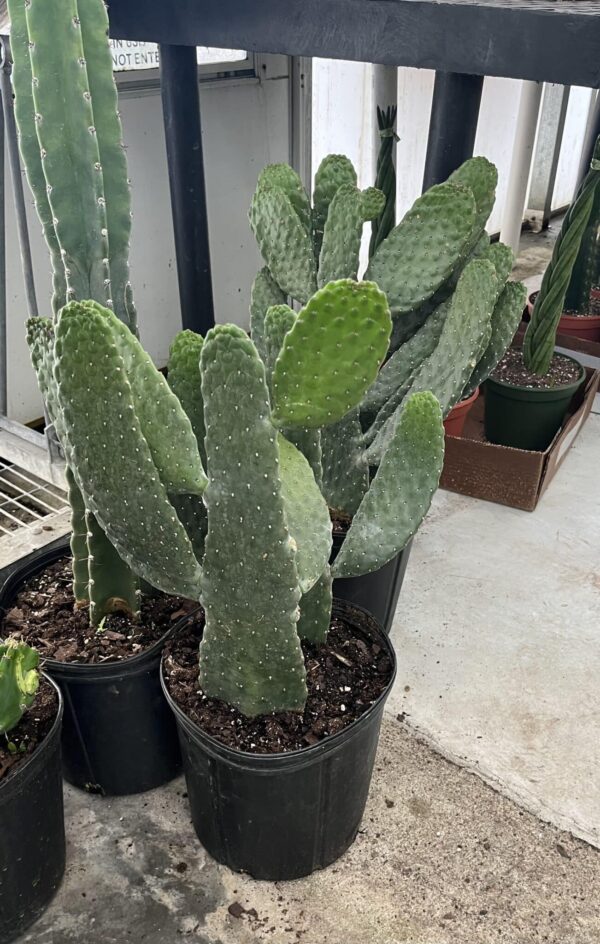 10" Cactus Opuntia