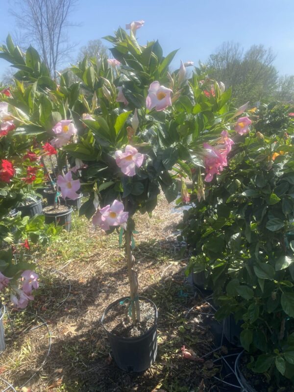 10" Mandevilla Blush Pink Braided