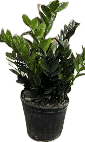 zz super nova black zz plant in a 8 inch pot