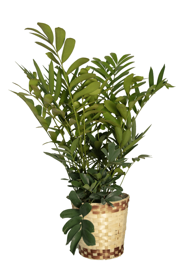 8 inch pot cardboard palm