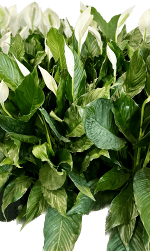 Group of 8 inch Peace Lily plants, also known as Spath plants