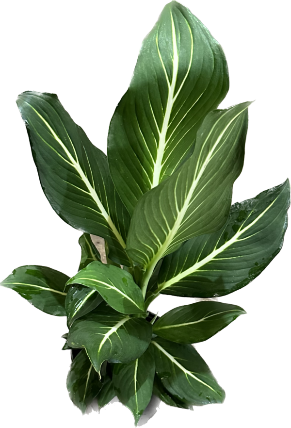 6" Dieffenbachia Sterling