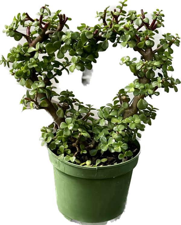 Jade Portucola trained to a heart shape in a 6" growers pot