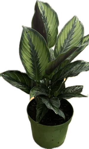 6 inch calathea beauty star