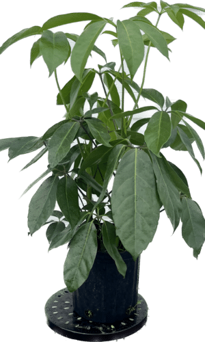 8" Schefflera Amate