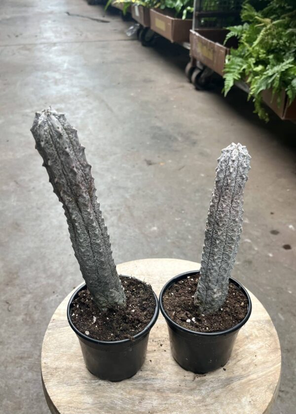 4" Cactus Pickle