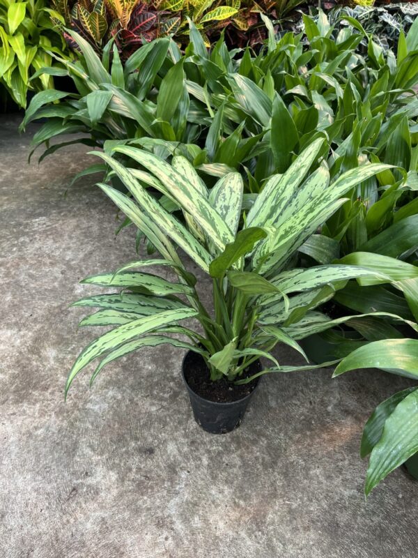 6" Aglaonema Cutlass - Image 2