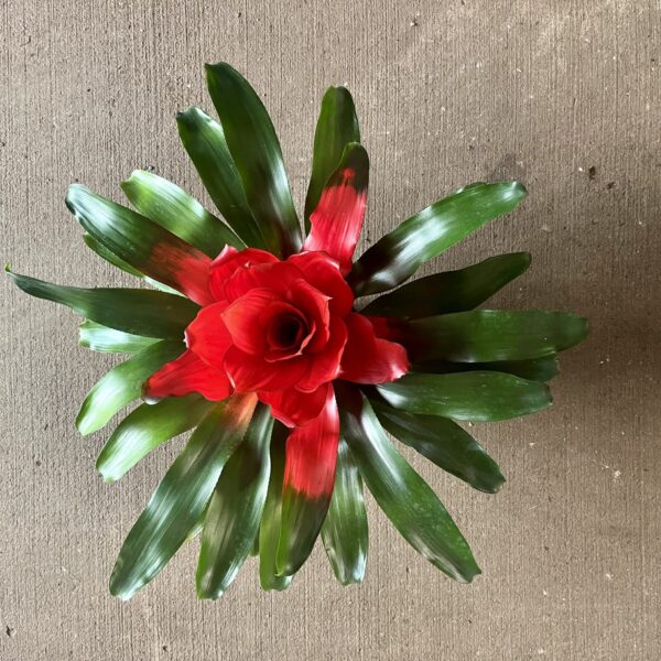 6" Bromeliad Neoregelia - Image 2