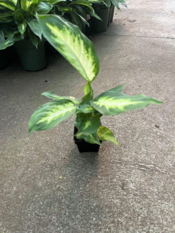 3" Dieffenbachia