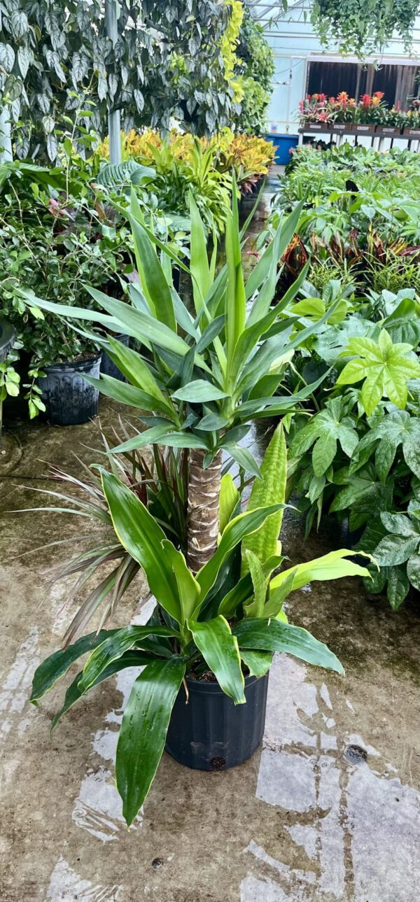 8" Combo Yucca Cane