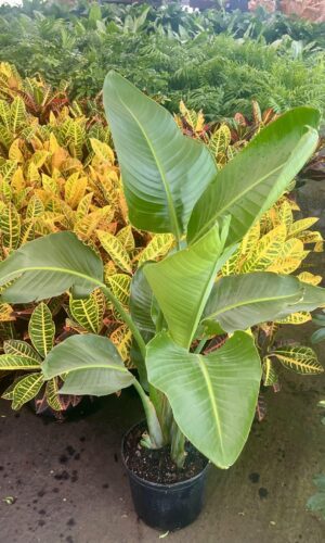 10" Bird of Paradise White