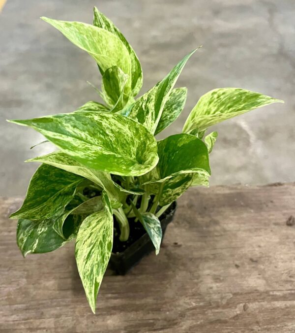 3" Marble Queen