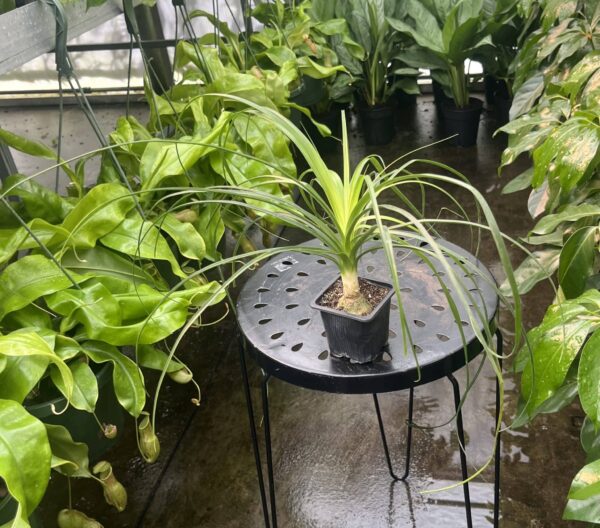 3" Ponytail Palm