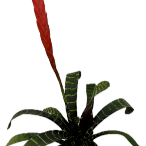 6" Bromeliad Tiger Stripe