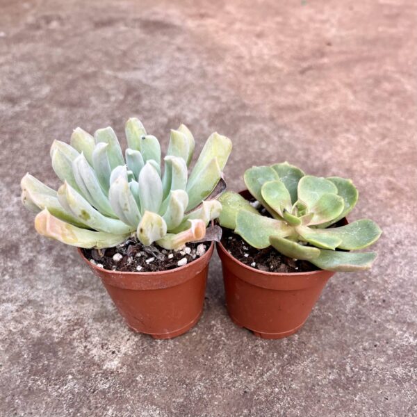 2" Succulent Echeveria - Image 2