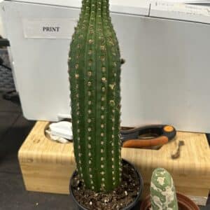 4" Cactus San Pedro