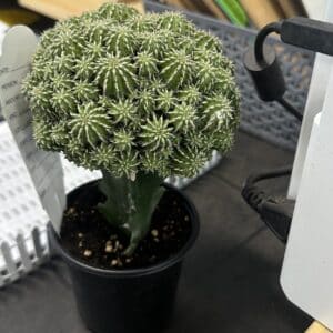 4" Cactus Rebutia Cluster