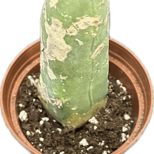 3" Cactus Tricho Bridgesii