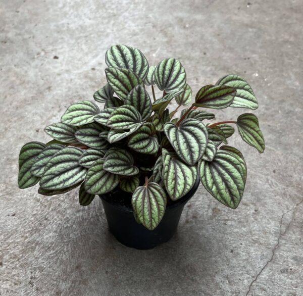 4" Peperomia Piccolo Banda - Image 2