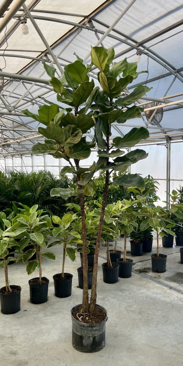 14" Fiddle Fig (Bush)