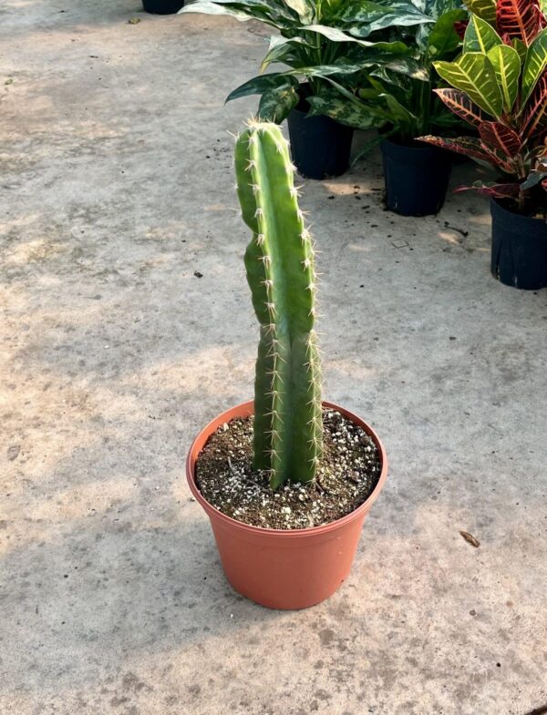 8” Cacti Peruvian