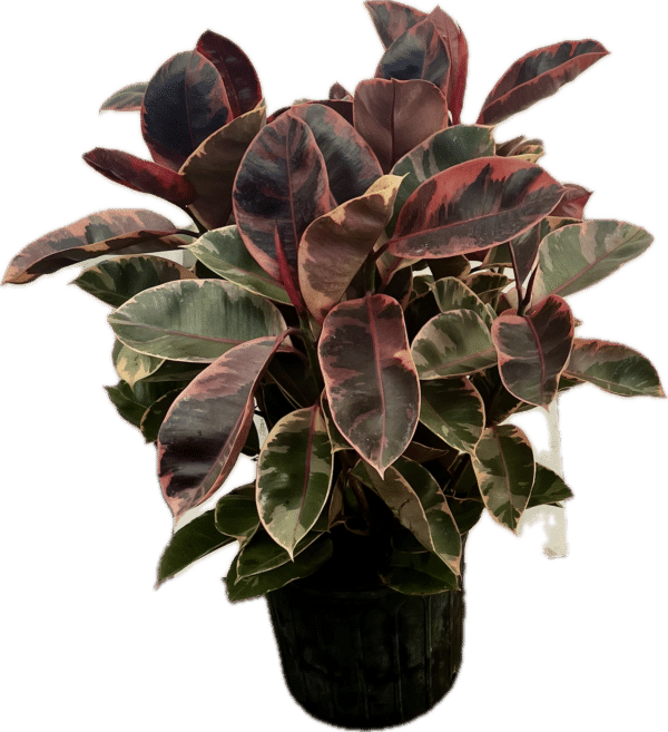 10" Ficus Elastica Ruby