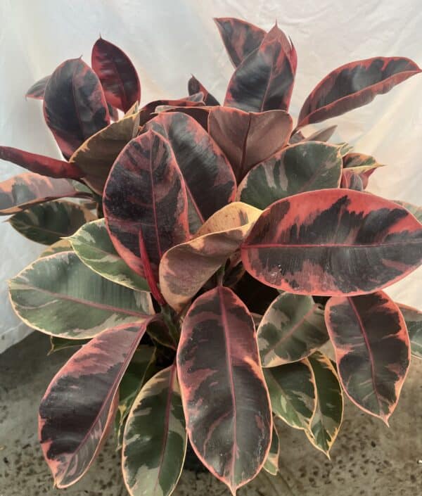 10" Ficus Elastica Ruby - Image 2