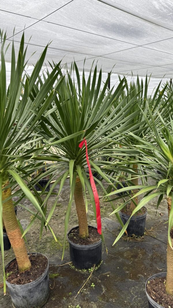 14" Dracaena Arborea