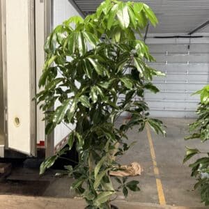 14" Schefflera Amate 2ppp