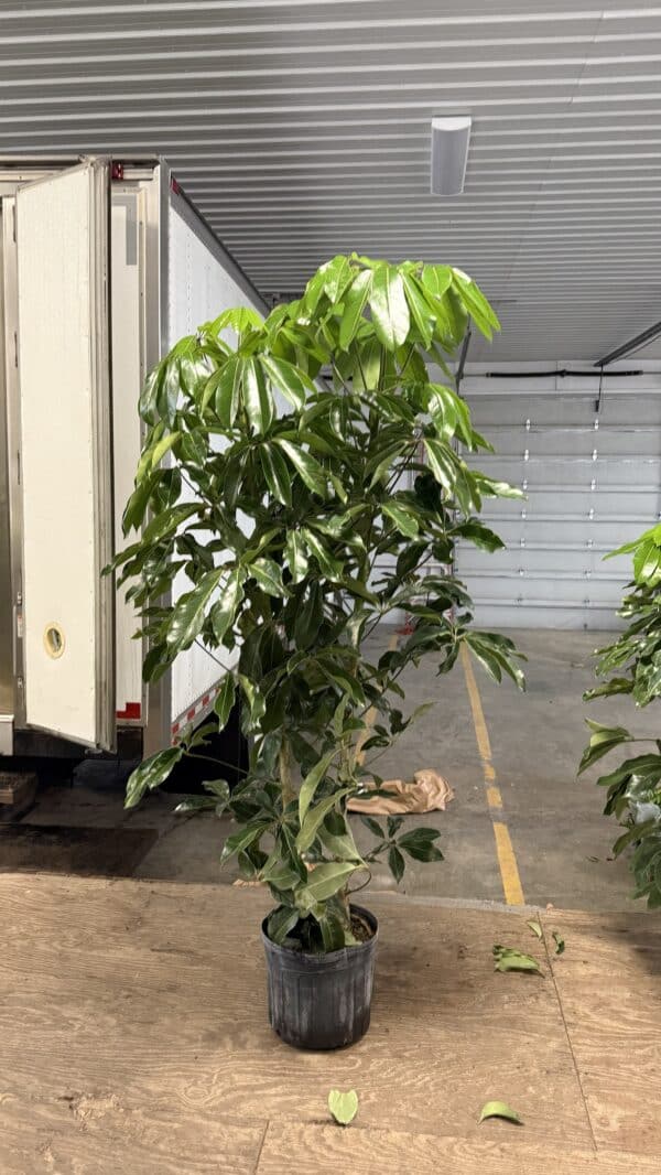 14" Schefflera Amate 2ppp