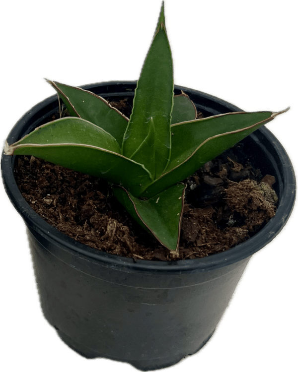 4" Sansevieria Abby Crown