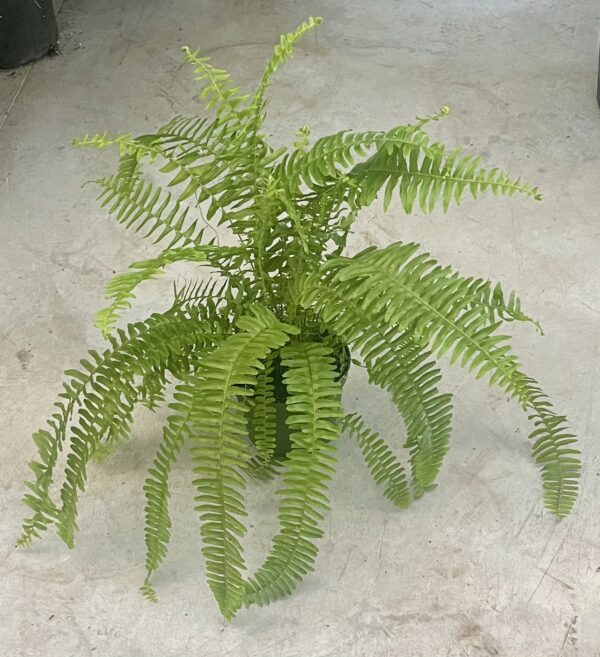 6" Kimberly Queen Fern