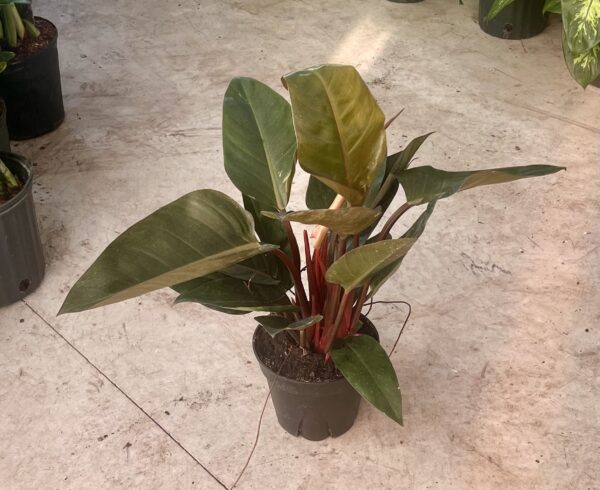 8" Rojo Congo Philodendron