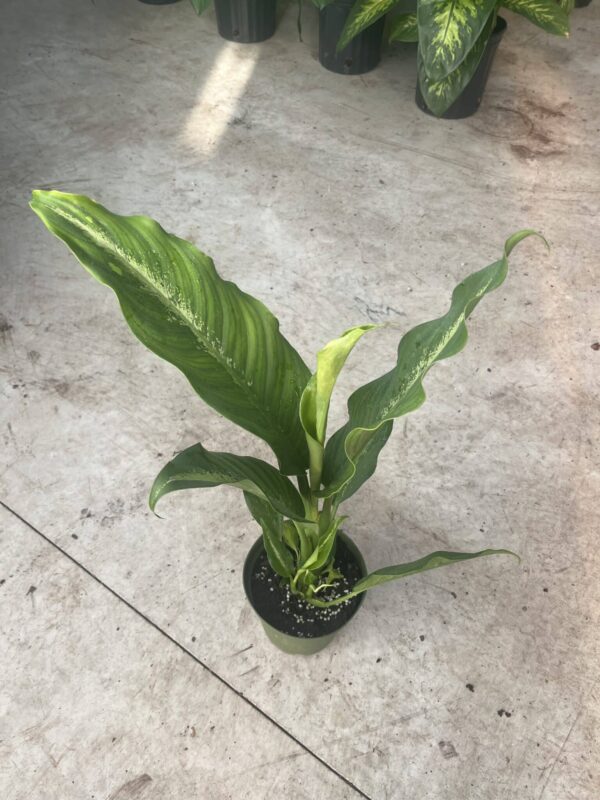 6" Dieffenbachia Cougar