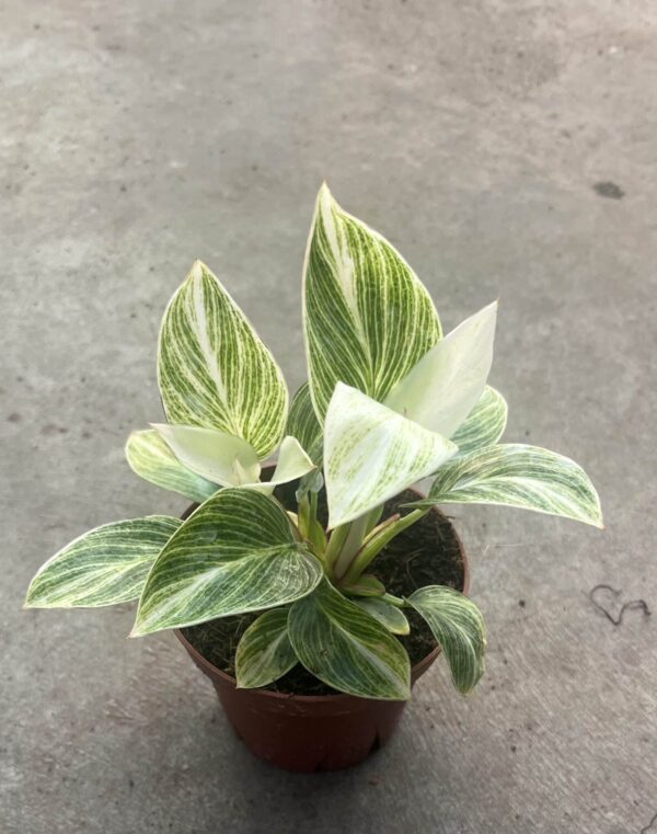 4" Philodendron Evian Birken